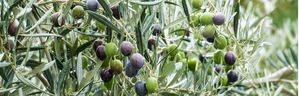 Túnez, la primera potencia no Europea en producir aceite de oliva