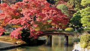 El otoño mágico de Tokio