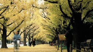 Lugares imprescindibles que visitar en Tokio durante el otoño