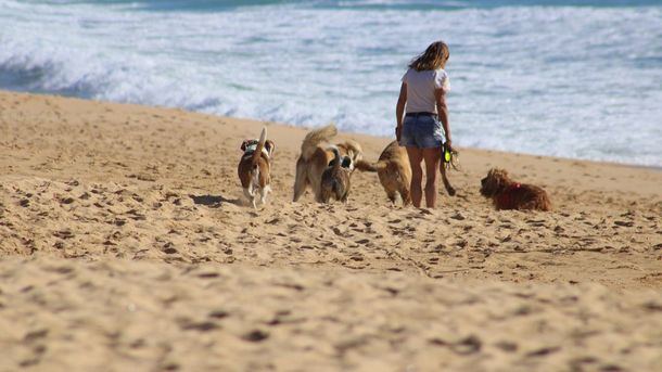 Viaja con tu mascota a cualquier parte