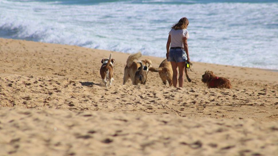 Viaja con tu mascota a cualquier parte