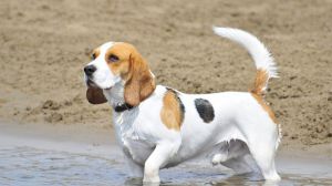 Cinco destinos económicos con playa canina en España