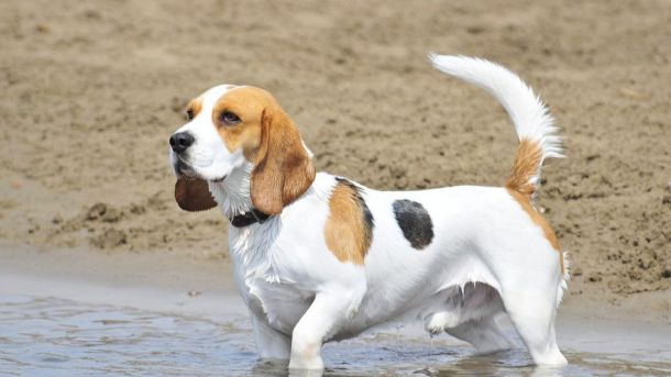 Cinco destinos económicos con playa canina en España