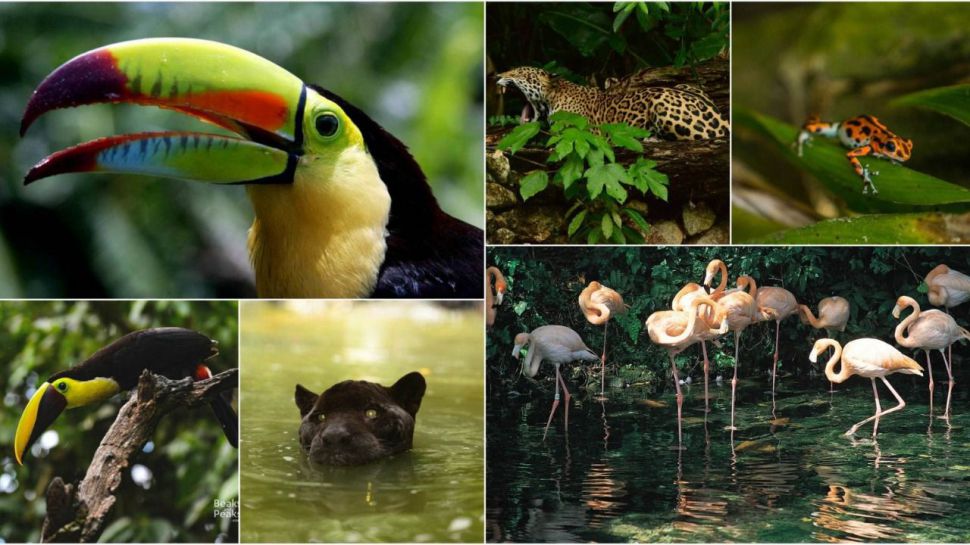 Centroamérica: Cuna de las especies más exuberante del planeta
