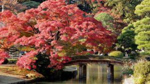 Destinos tokiotas de otoño