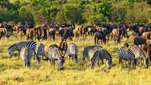 África Oriental, en busca de la gran migración