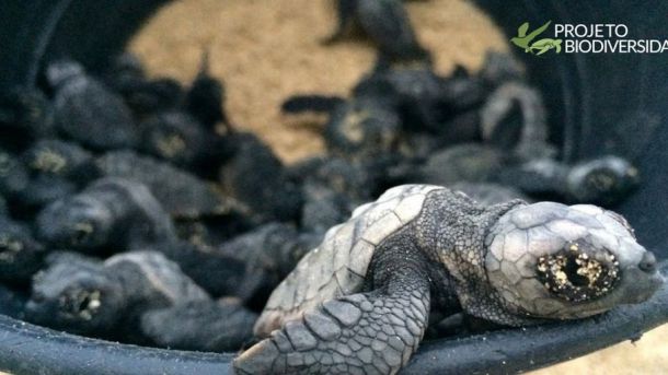 Cabo Verde: Un fenómeno de récord digno de ver