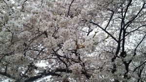 Hanami: Uno de los grandes atractivos de Tokio