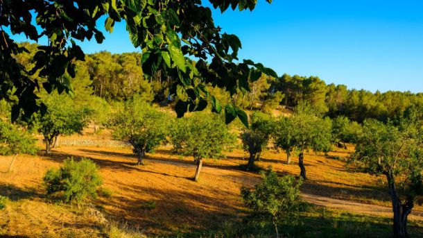 Planes para disfrutar de la Ibiza más desconocida con niños