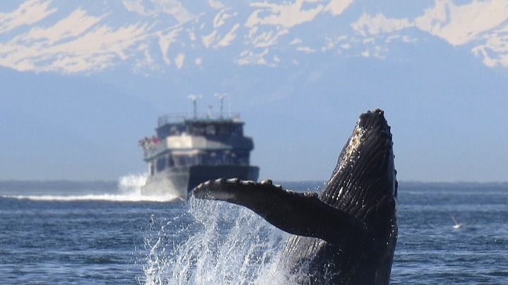 Viajar a Costa Rica sin PCR ni cuarentena en plena época de avistamiento de ballenas