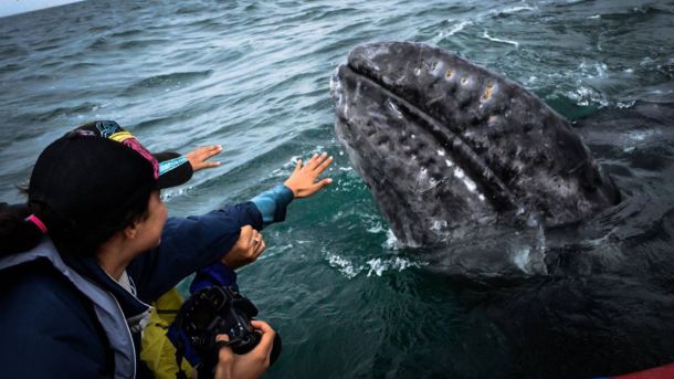 Baja California Sur: El único destino donde abrazar ballenas grises en libertad
