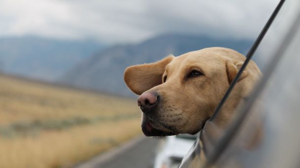 Ya no queremos viajar sin nuestras mascotas