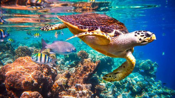 #TMdescubre: Cabo Pulmo, 'el acuario más grande del mundo'