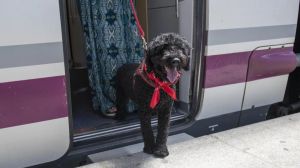 ¿Viajas con tu mascota? También puedes hacerlo en los trenes Avlo de Renfe