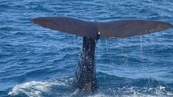 TMdescubre: Avistamiento de ballenas, Colombia 
