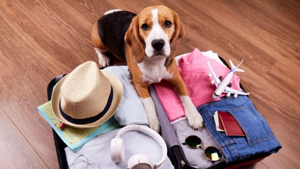 Viajar con perros en Semana Santa: 'Mi compañero de vida viene conmigo o no vamos'